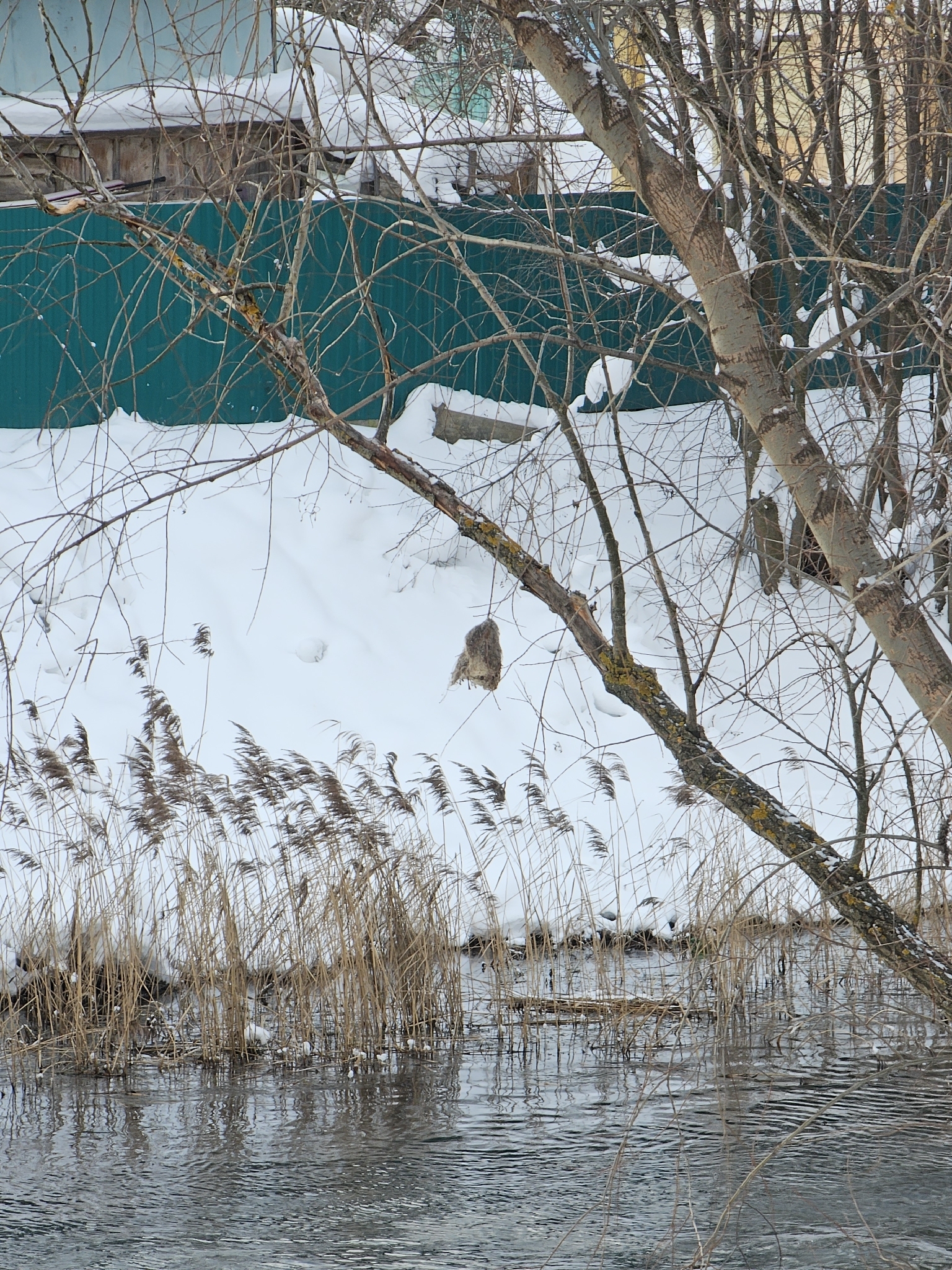 Eurasian Penduline Tit (Remiz pendulinus), photo 10