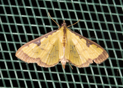 Goniorhynchus hampsoni