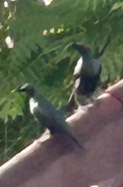 Asian Glossy Starling (Aplonis panayensis), photo 10