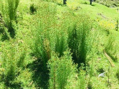 Tagetes coronopifolia