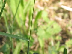 Dactylis glomerata hispanica