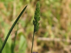 Dactylis glomerata hispanica