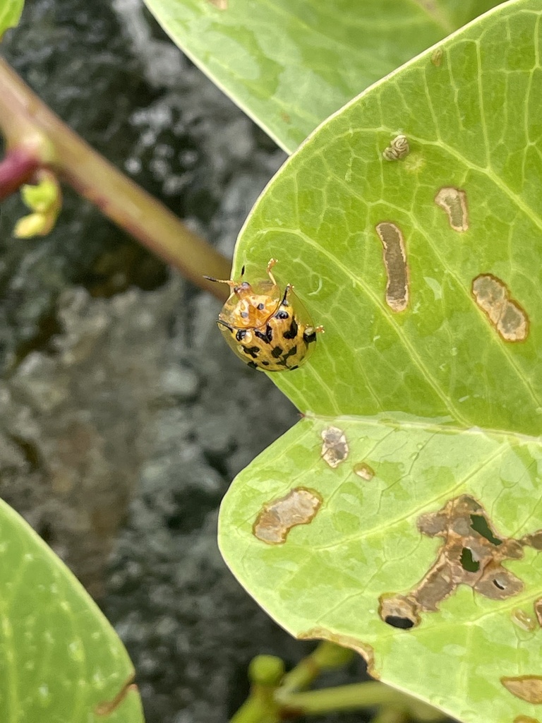 Aspidimorpha deusta (Aspidimorpha deusta)