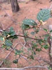 Pomaderris paniculosa