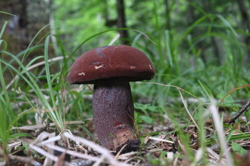 Lilac-brown bolete