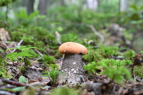 Orange Birch Bolete