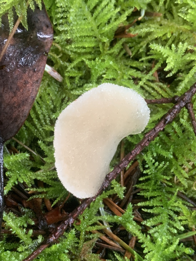 Pseudohydnum gelatinosum · January 2026 · photo: © davidbroadland (iNaturalist, cc0)