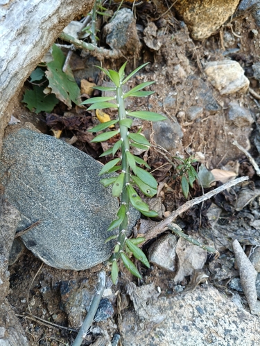 Pereskiopsis porteri, photograph 4