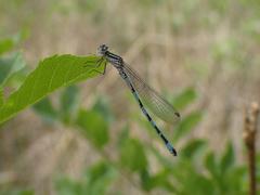 Coenagrion mercuriale