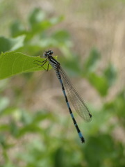 Coenagrion mercuriale