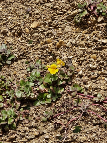 magnificent seep monkeyflower (Erythranthe grandis)