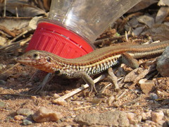 Aspidoscelis parvisocius