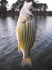 Morone mississippiensis