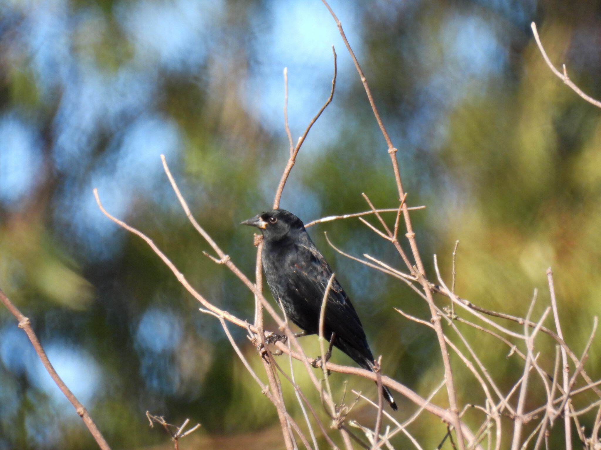 Agelaius phoeniceus (Linnaeus, 1766)