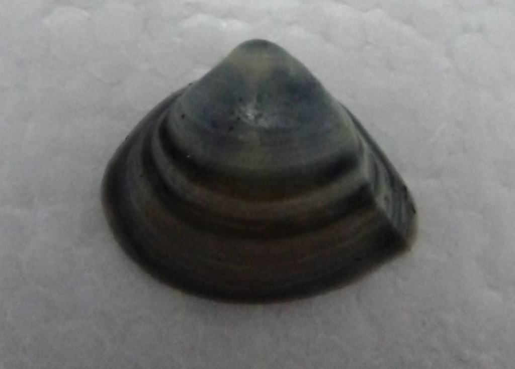 Cardiomya cleryana