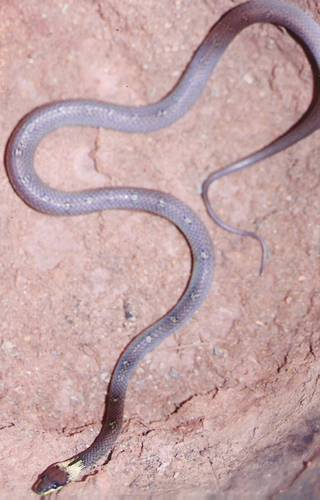 Yellow-collared Wolf Snake