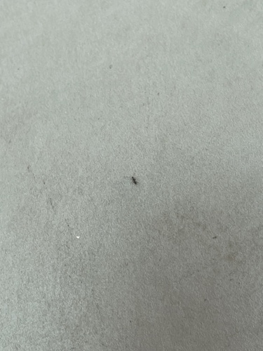 Paratrechina longicornis