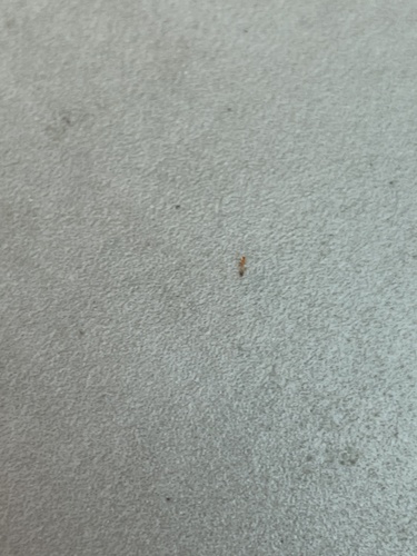 Monomorium destructor