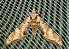 Protambulyx euryalus