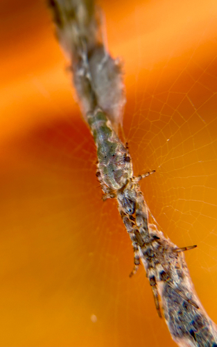 Bifurcate Trashline Orbweaver