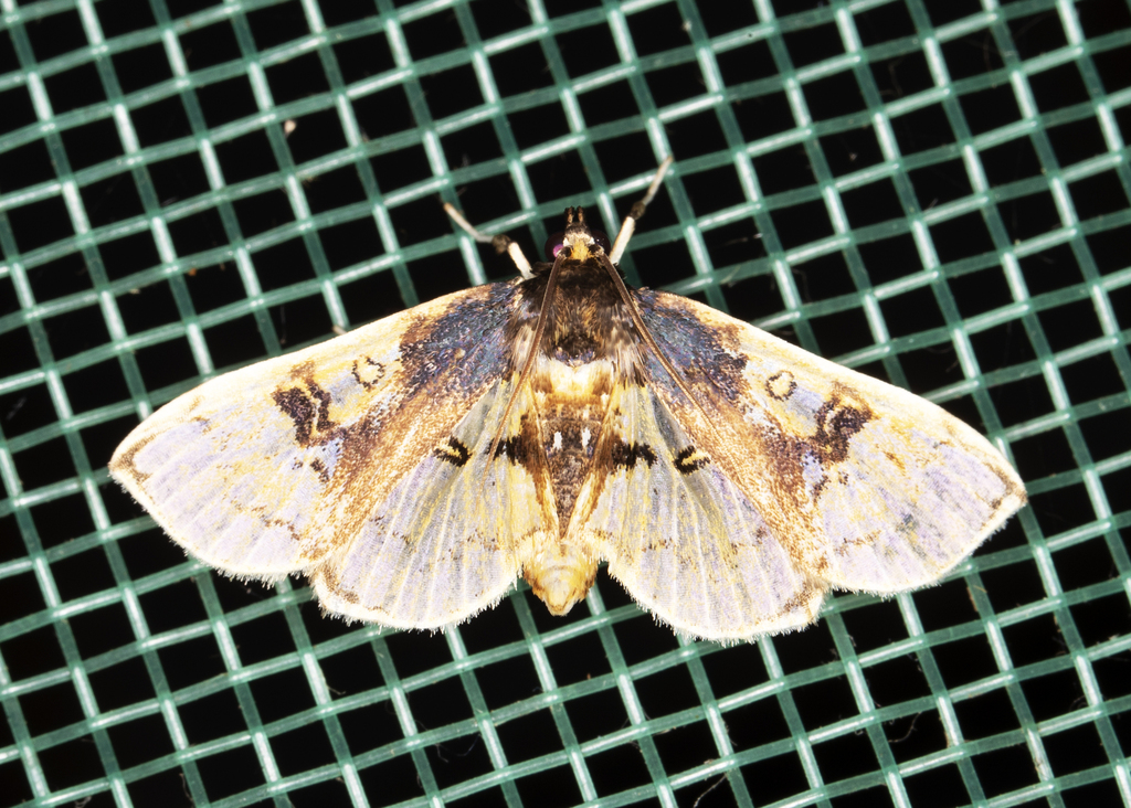 Compacta hirtalis