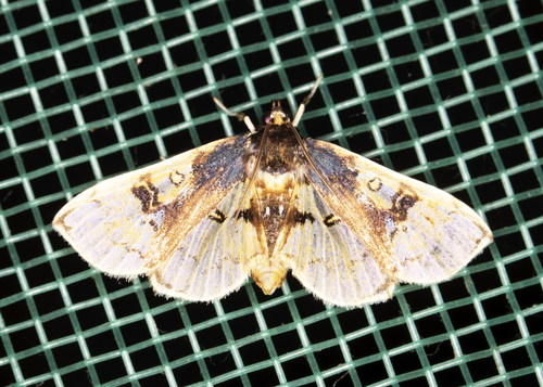 Compacta hirtalis