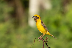 Asian Golden Weaver photo 2