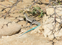 Pholidoscelis lineolatus lineolatus