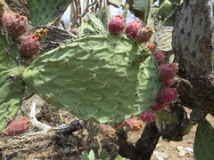 Opuntia pilifera