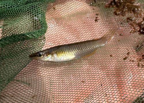 Blue eye (Aplocheilus panchax) — Aplocheilidae — 2