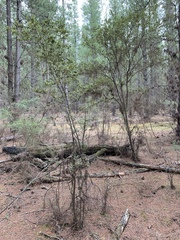 Pomaderris paniculosa