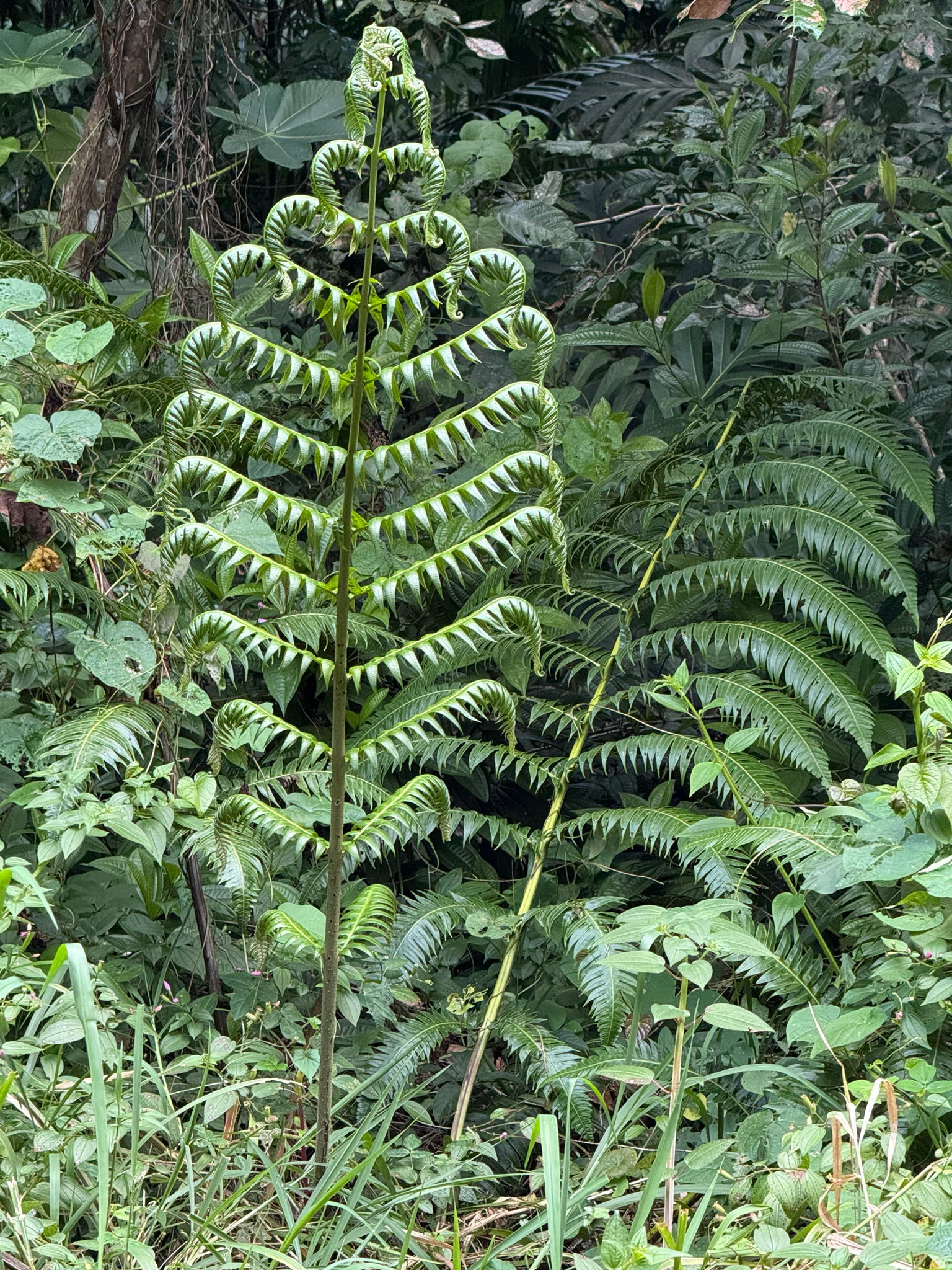 Deepwoods Fern (Cyathea horrida)
