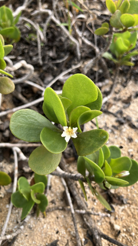 Scaevola coriacea observed 2026-01-06