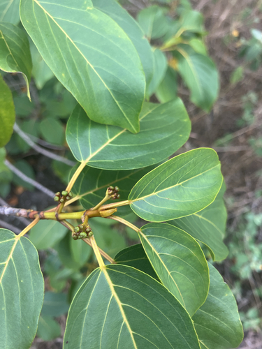 Colubrina oppositifolia observed 2026-01-10