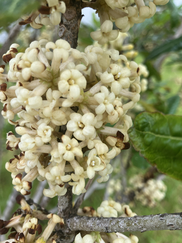 Pittosporum hosmeri observed 2026-01-10