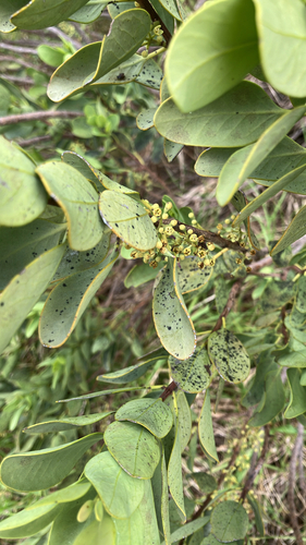 Santalum ellipticum observed 2026-01-11