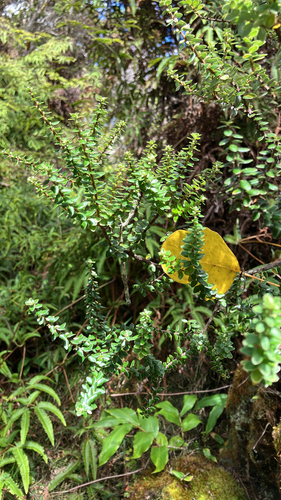 Leptecophylla tameiameiae observed 2026-01-11
