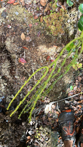 Korthalsella cylindrica observed 2026-01-11