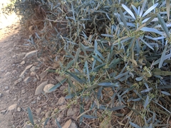 Acacia redolens