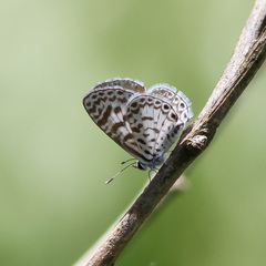 Leptotes cassius