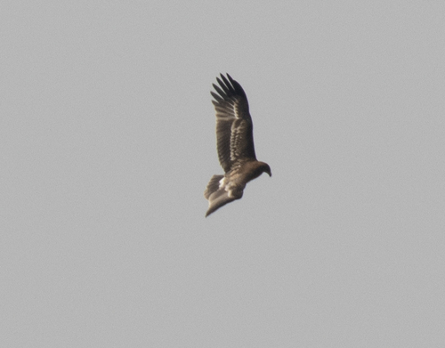Greater Spotted Eagle