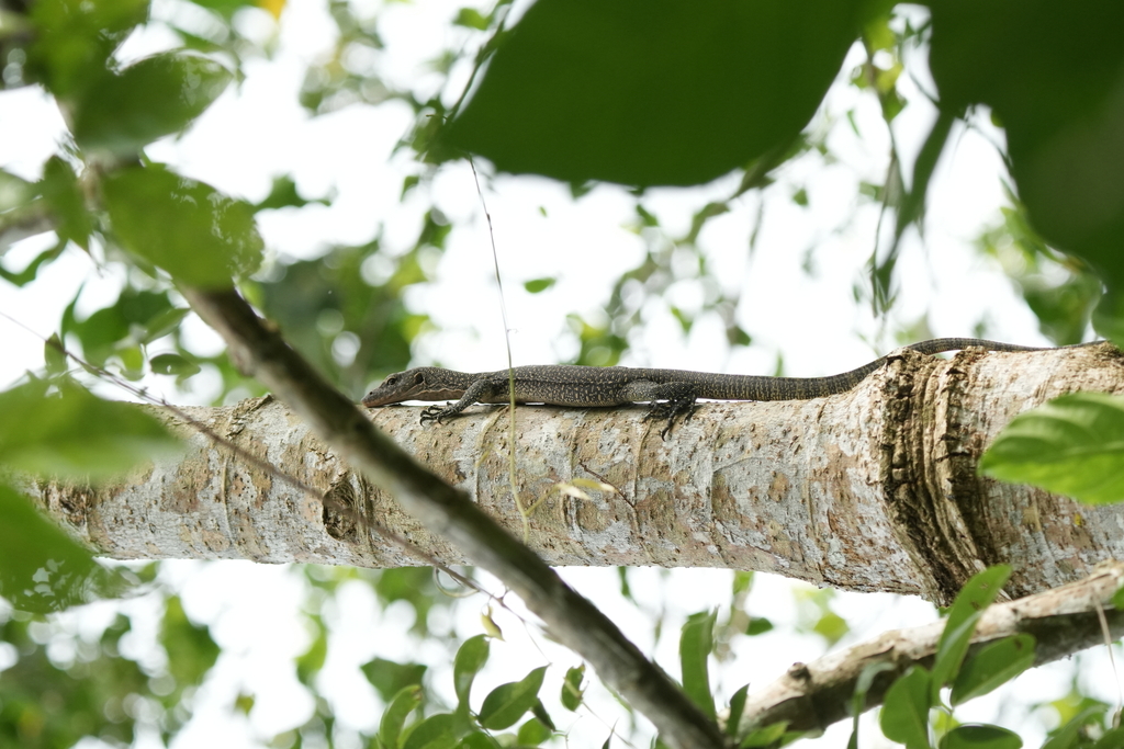 Biawak Pasifik (Varanus indicus)