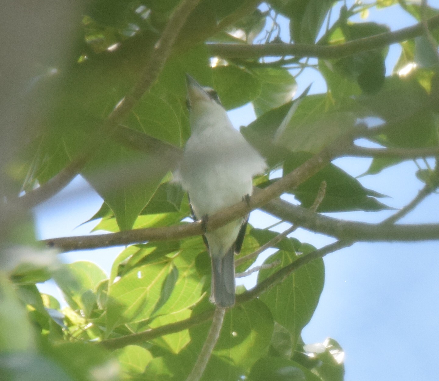 Pacific Kingfisher (Todiramphus sacer), photo 1