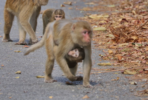 Rhesus Macaque