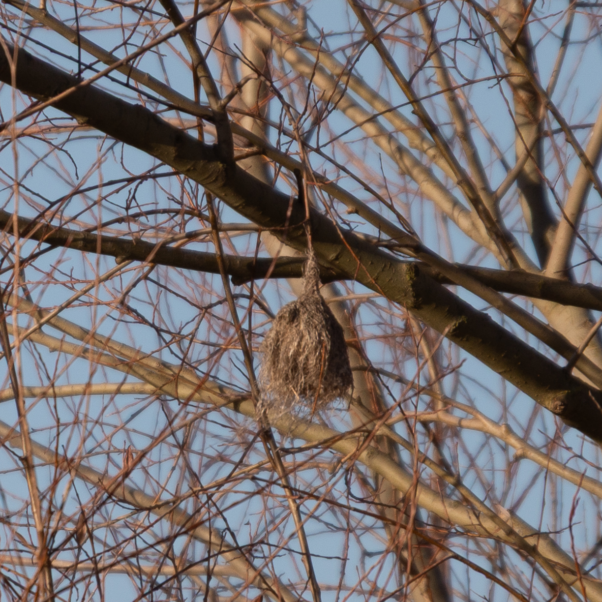 Eurasian Penduline Tit (Remiz pendulinus), photo 7