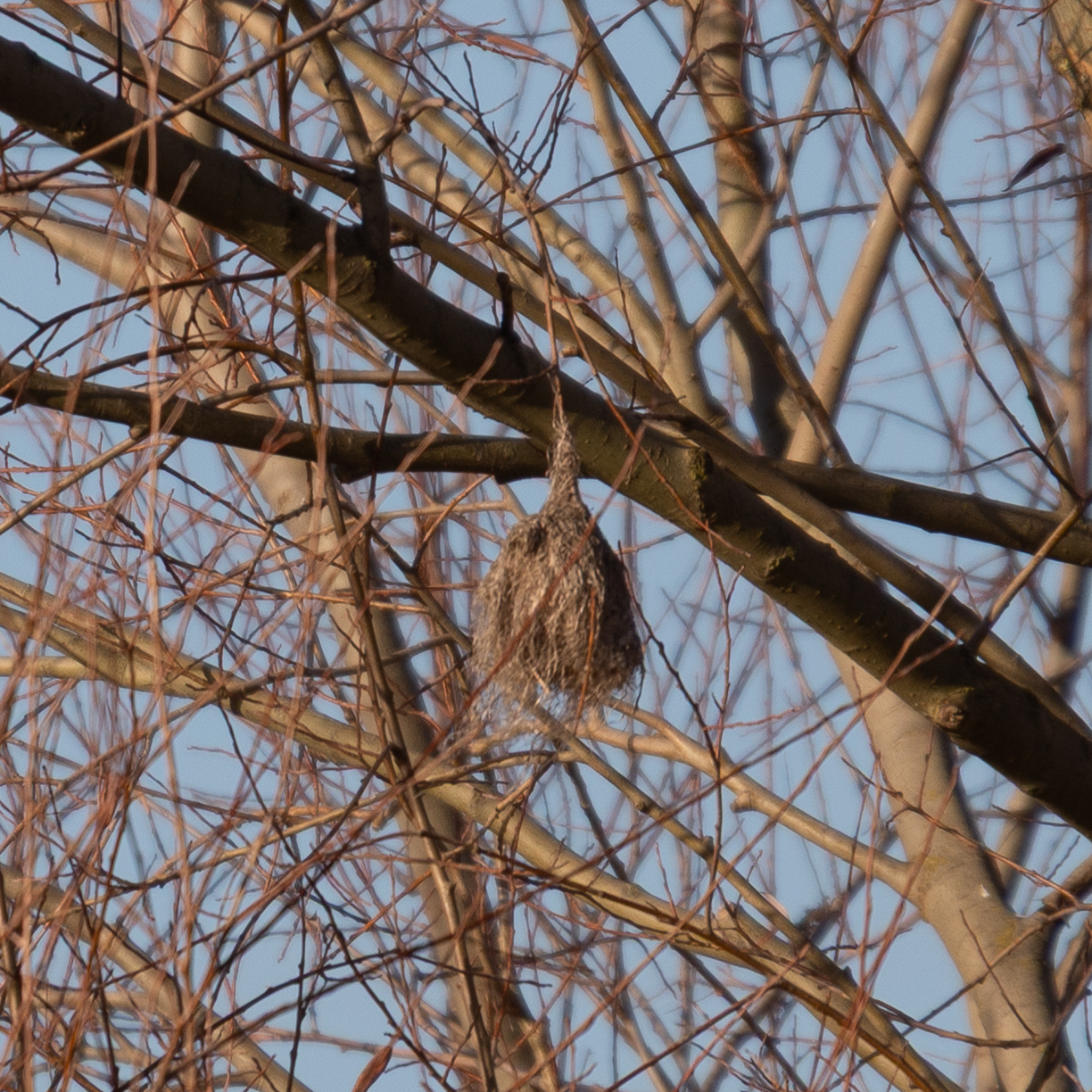 Eurasian Penduline Tit (Remiz pendulinus), photo 8