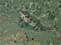 Cryptocentrus sericus