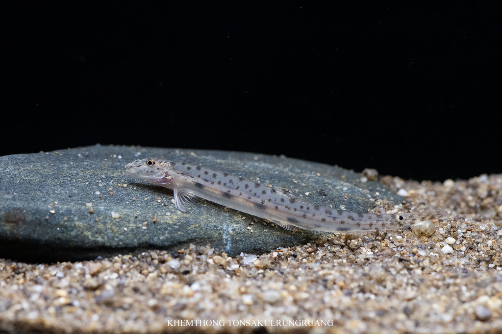 Slender horseface loach (Acanthopsoides hapalias) — Cobitidae