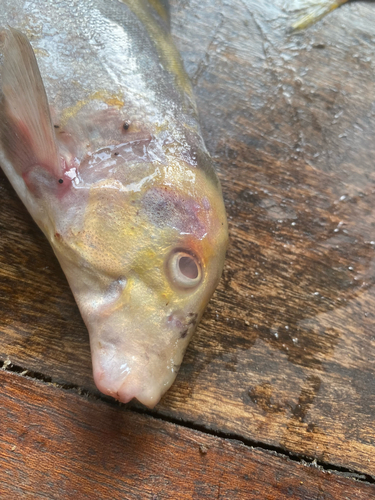 Bottlenose elephantfish (Mormyrus ovis) — Mormyridae — 2
