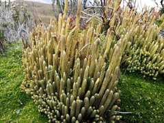 Lycopodiales